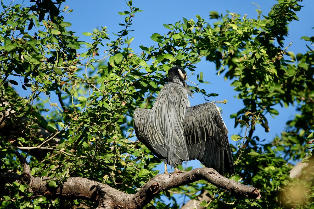 gulkronehegre - ML645898205