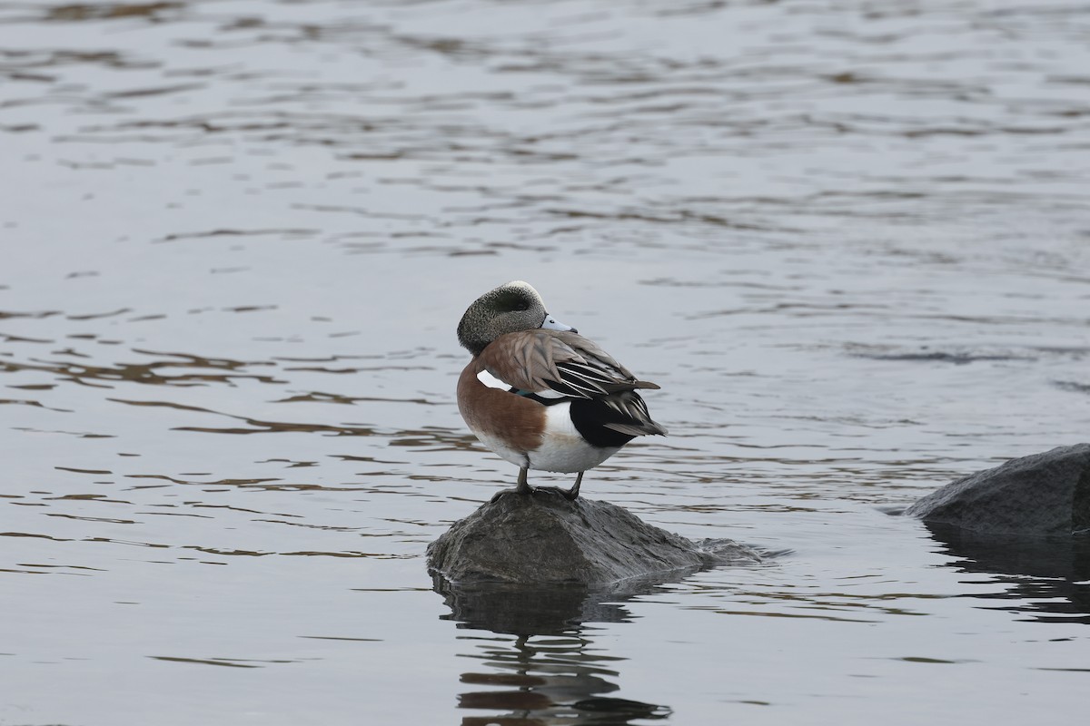 amerikablesand - ML645898206