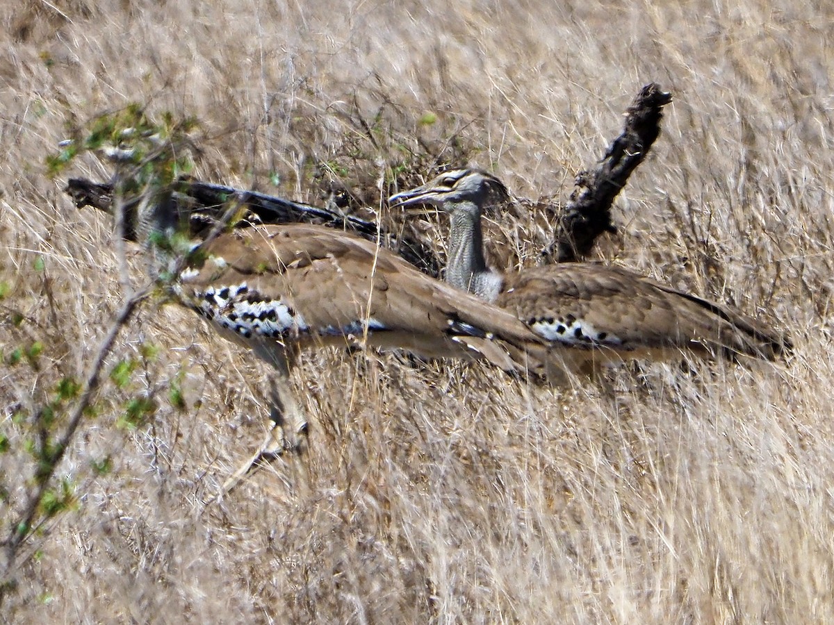 koritrappe - ML645898208