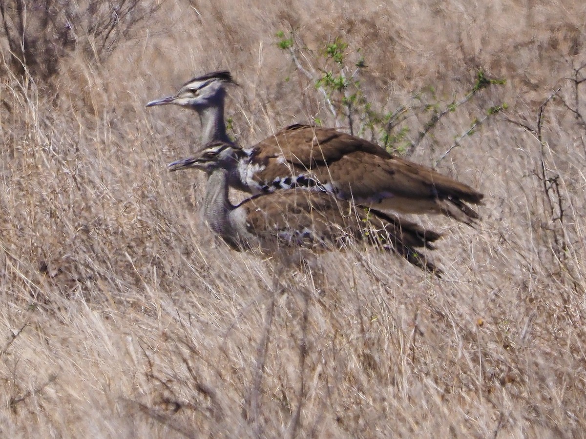 koritrappe - ML645898209