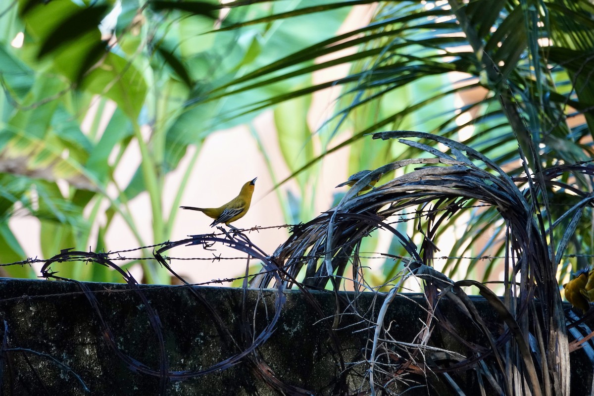 flammetrupial - ML645898210