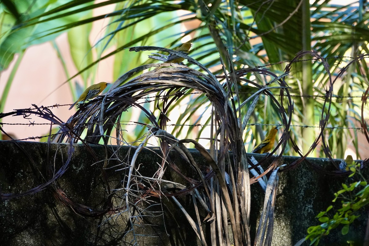 flammetrupial - ML645898211