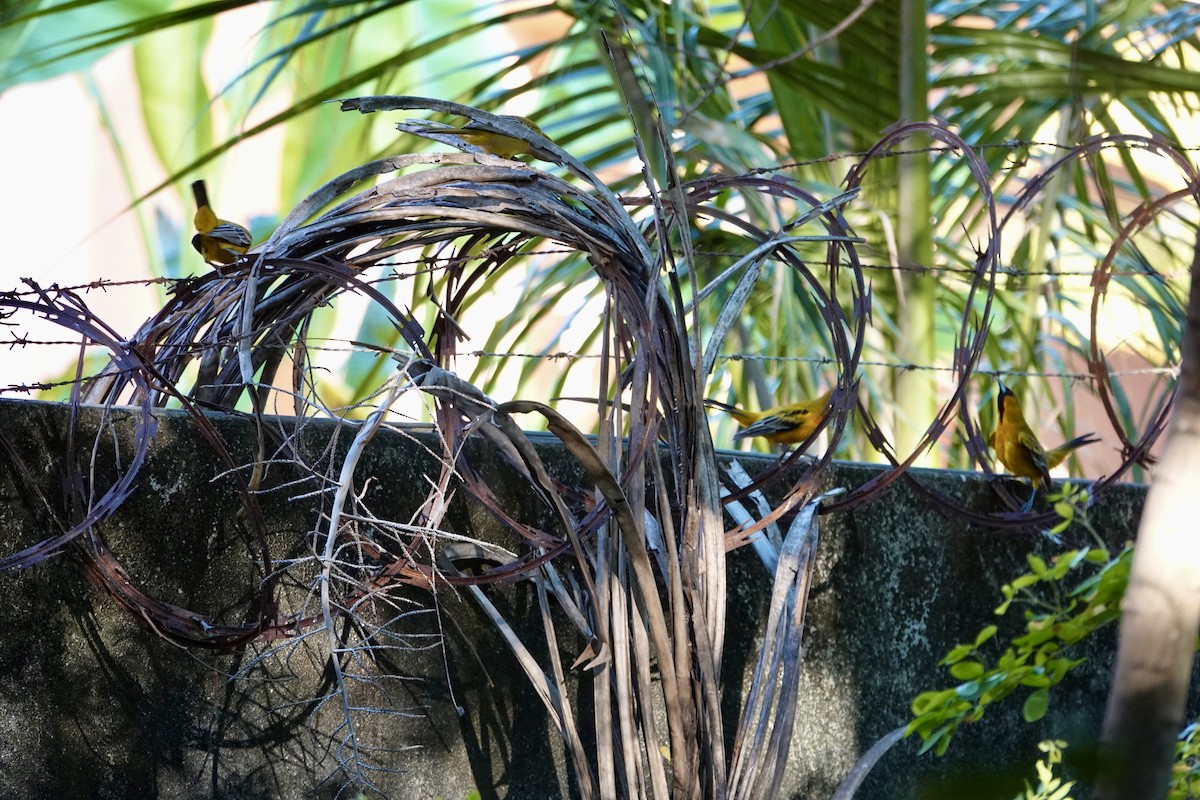 flammetrupial - ML645898212