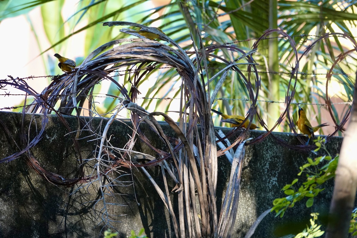 flammetrupial - ML645898213