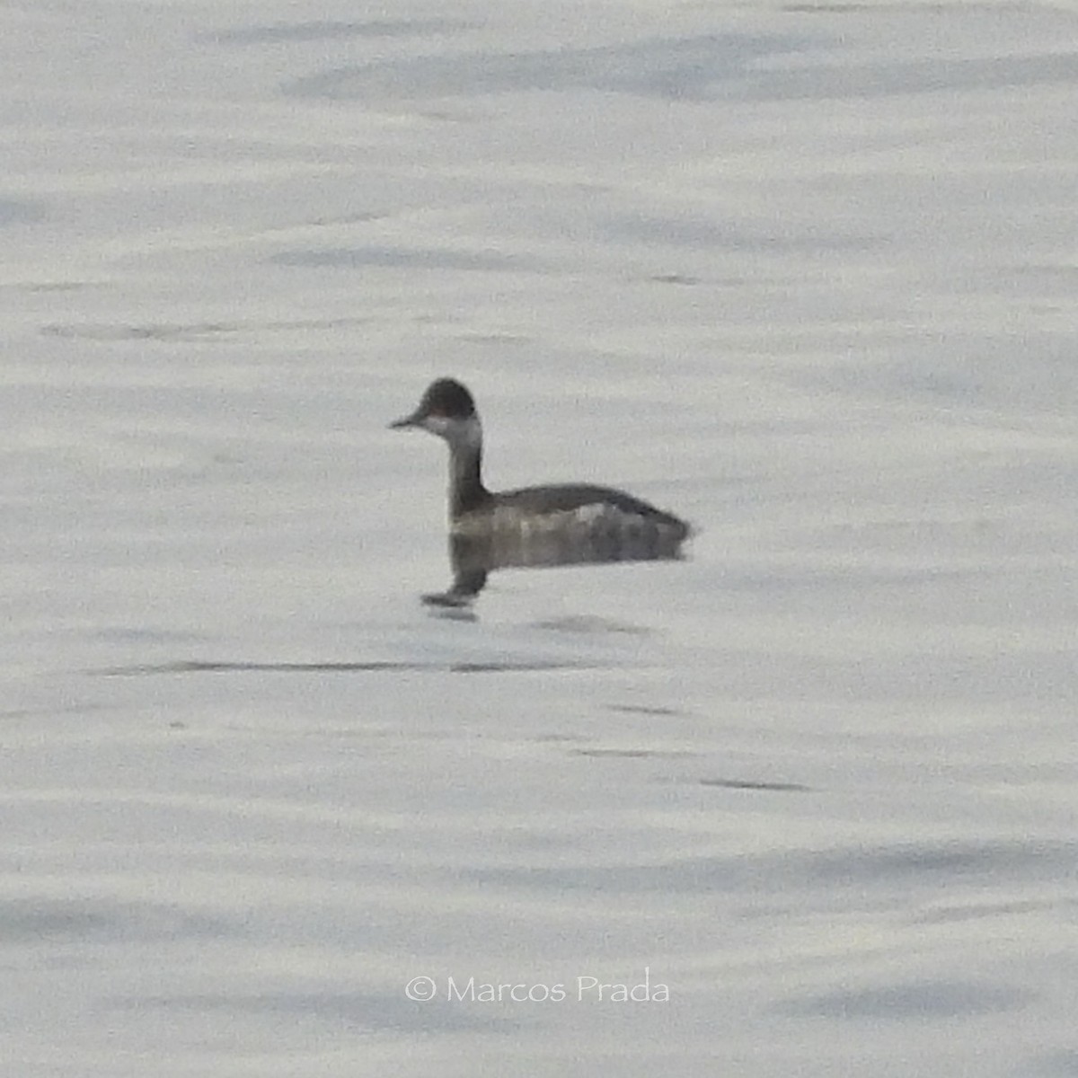 svarthalsdykker - ML645898214