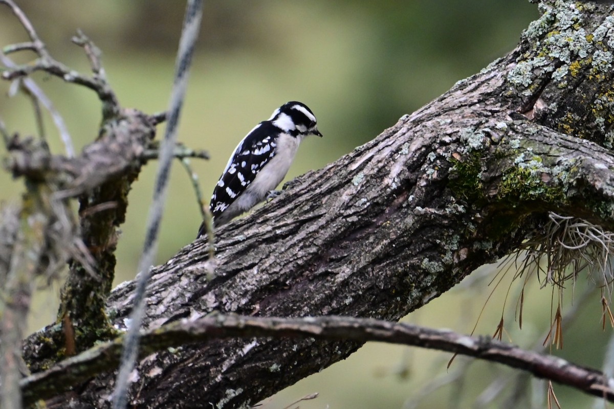 dunspett - ML645898216