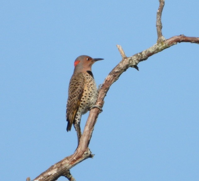Northern Flicker - ML645898231