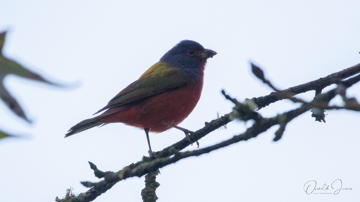 Painted Bunting - ML645898233