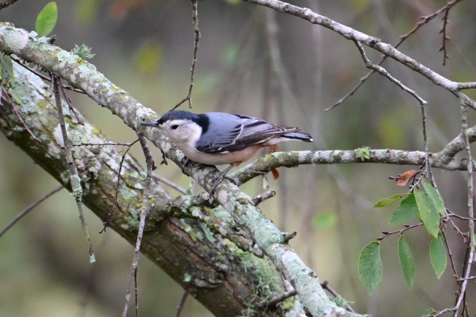 White-breasted Nuthatch - ML645898236