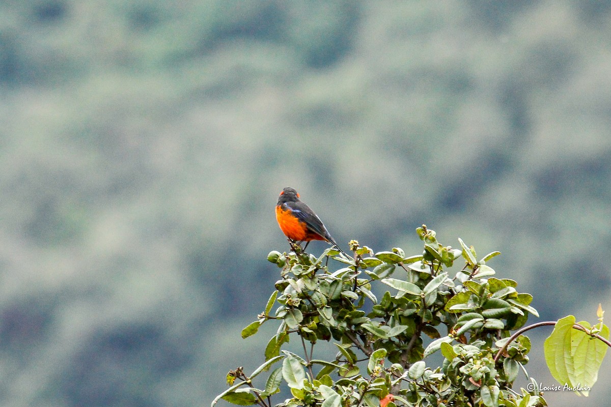 Scarlet-bellied Mountain Tanager - ML645898242