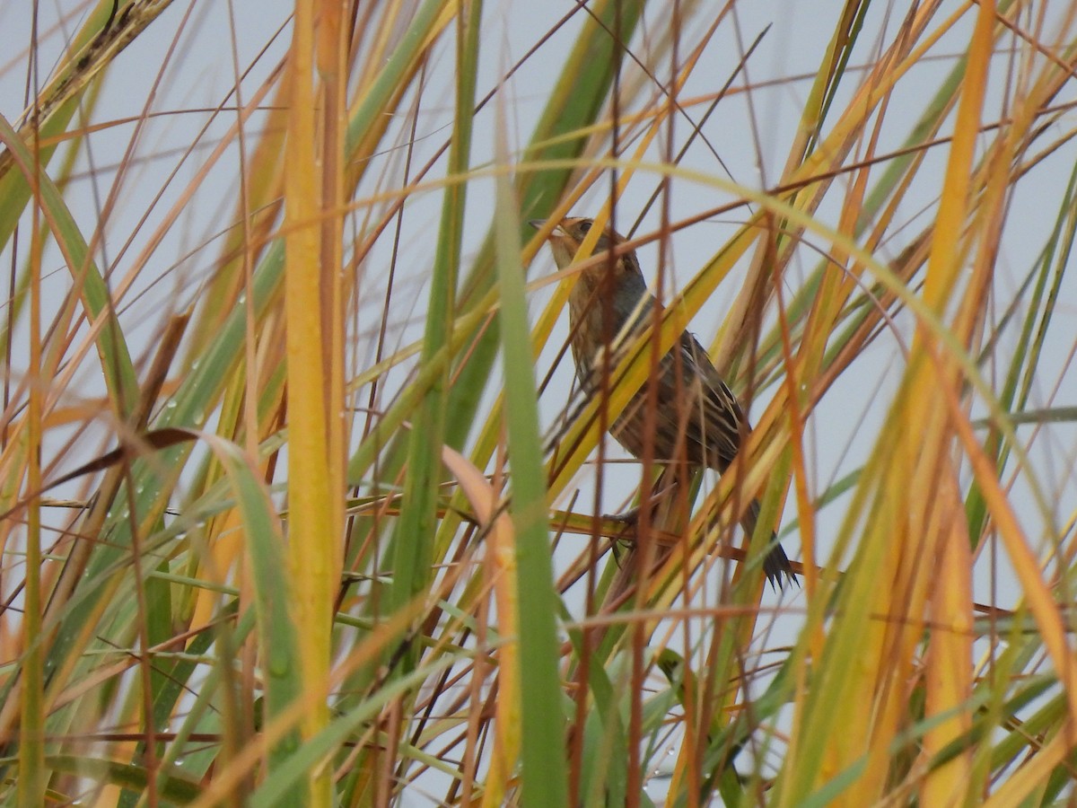 Nelson's Sparrow - ML645898266