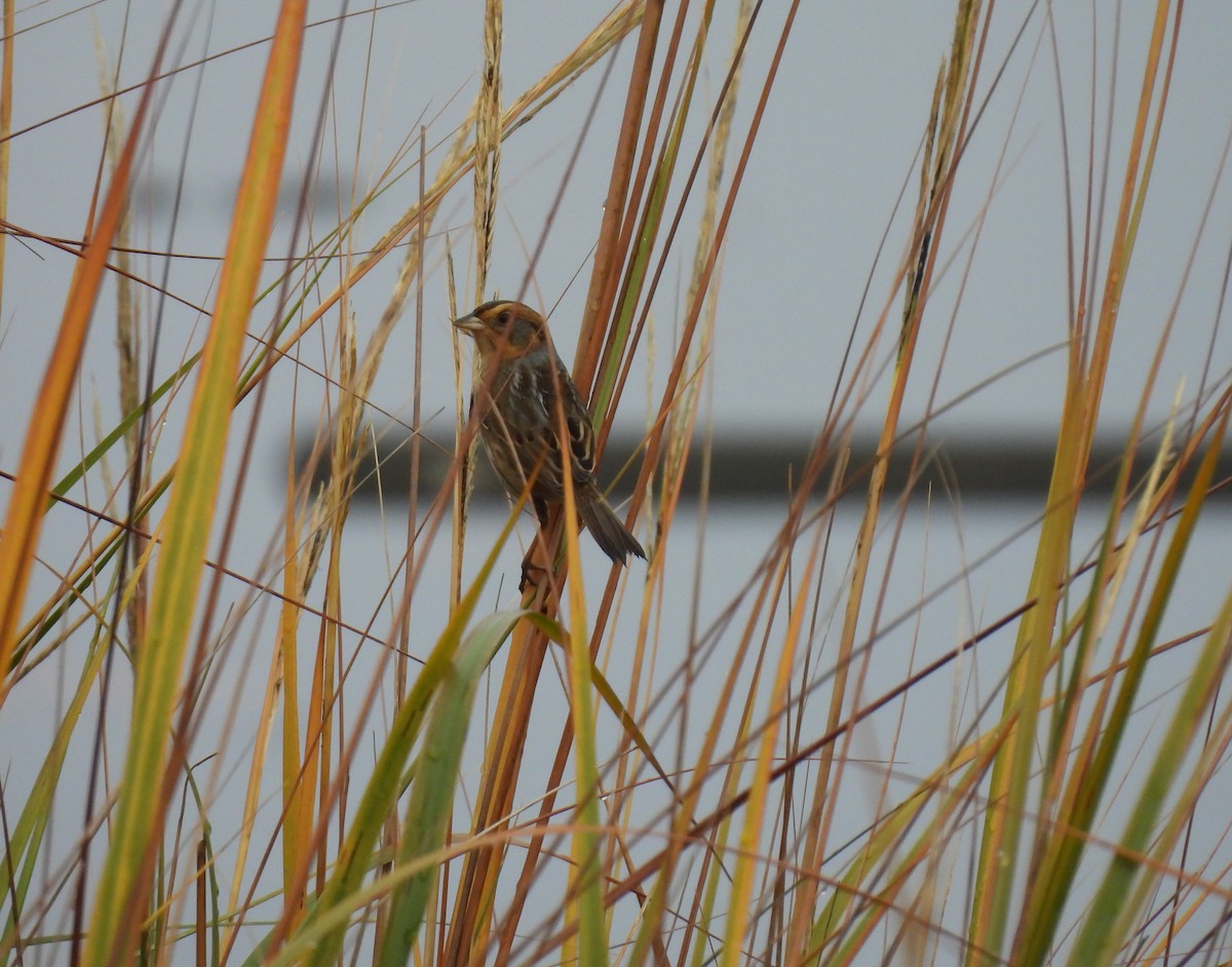 Nelson's Sparrow - ML645898267
