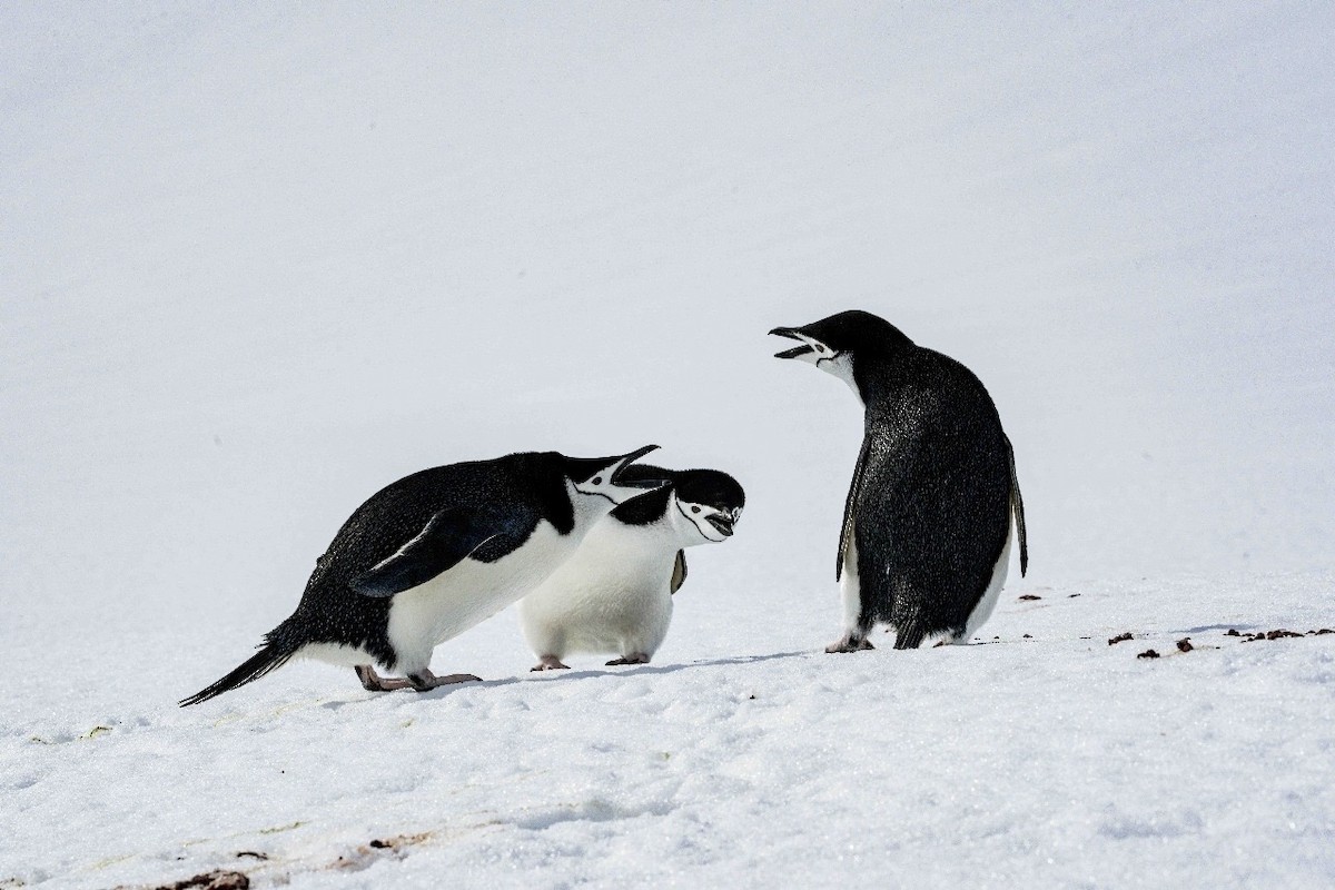 Chinstrap Penguin - ML645898297