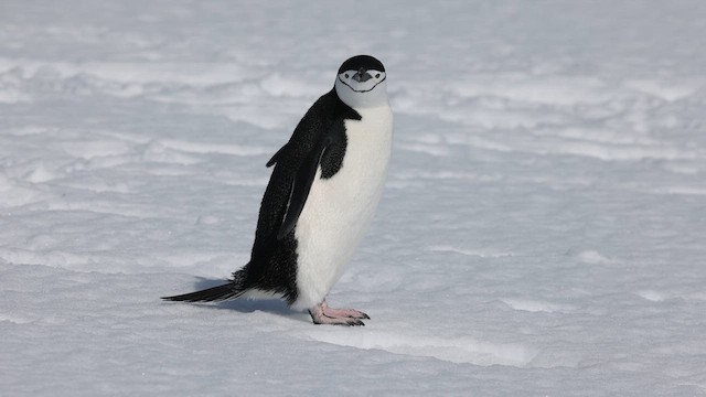 Çember Sakallı Penguen - ML645898298