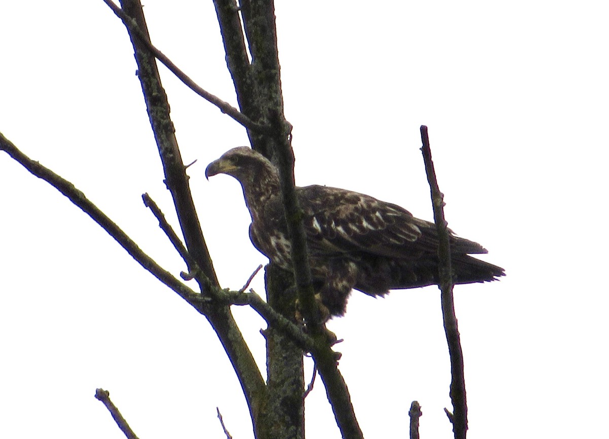 Bald Eagle - ML645898300
