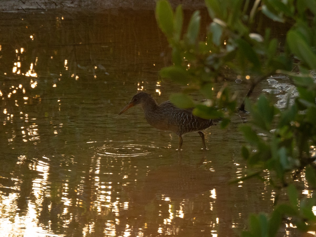 Clapper Rail - ML645898302