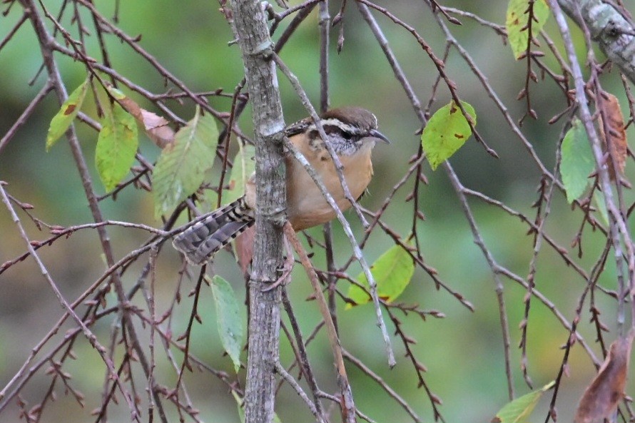 Carolina Wren - ML645898307