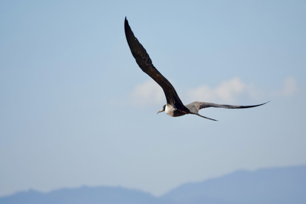 Magnificent Frigatebird - ML645898309