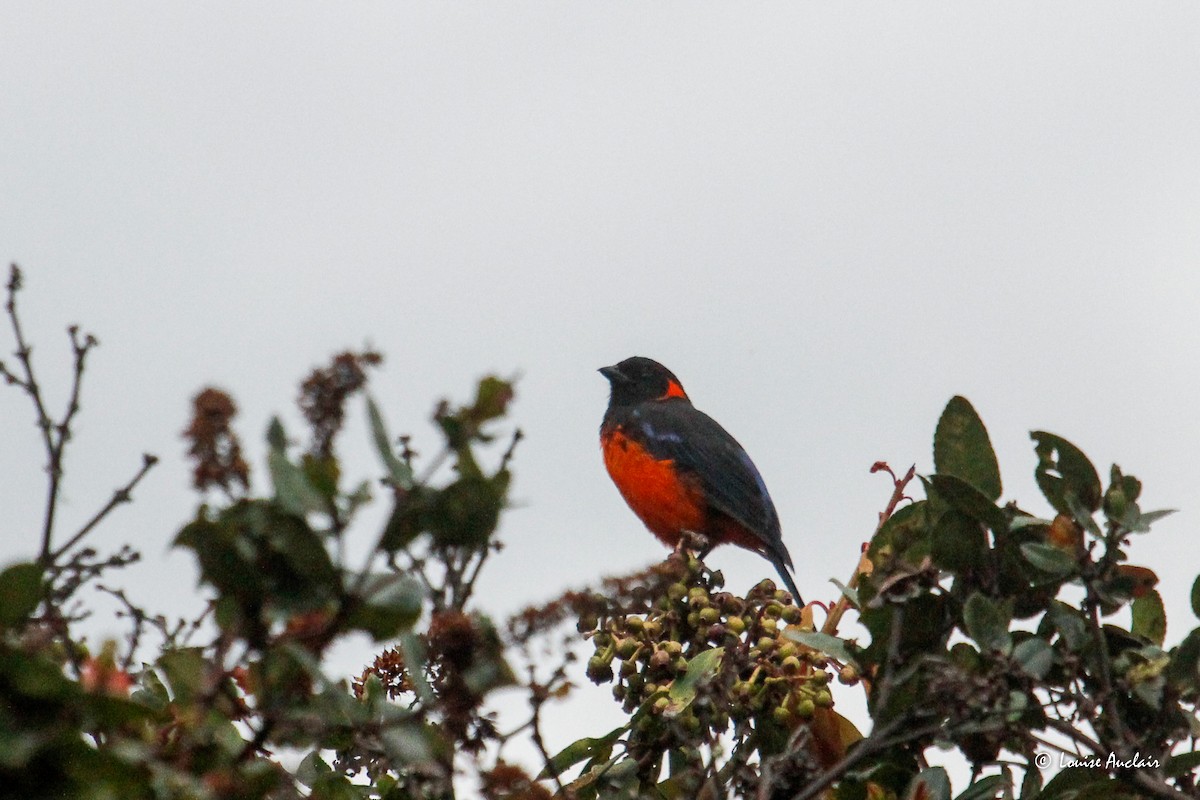 Scarlet-bellied Mountain Tanager - ML645898310