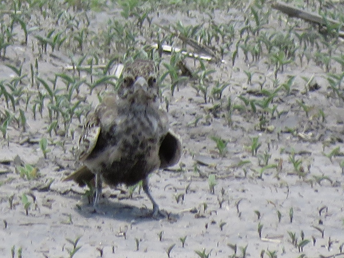Chestnut-backed Sparrow-Lark - ML645898311