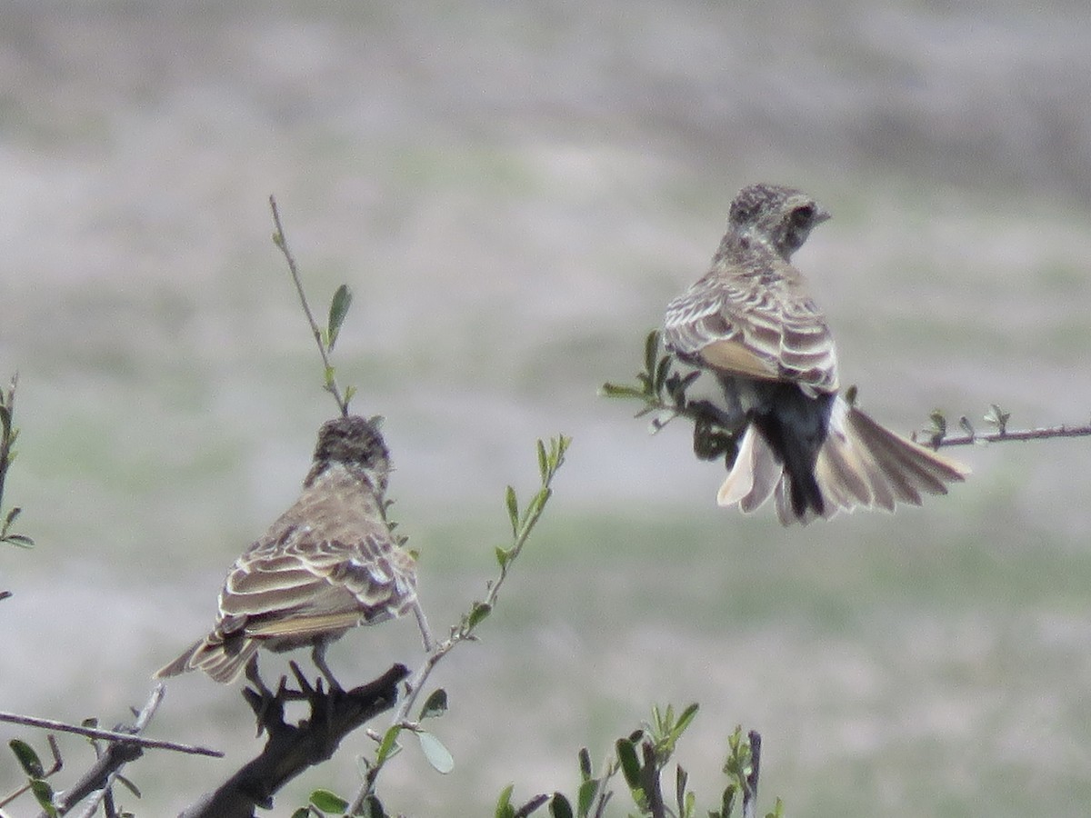 Chestnut-backed Sparrow-Lark - ML645898312