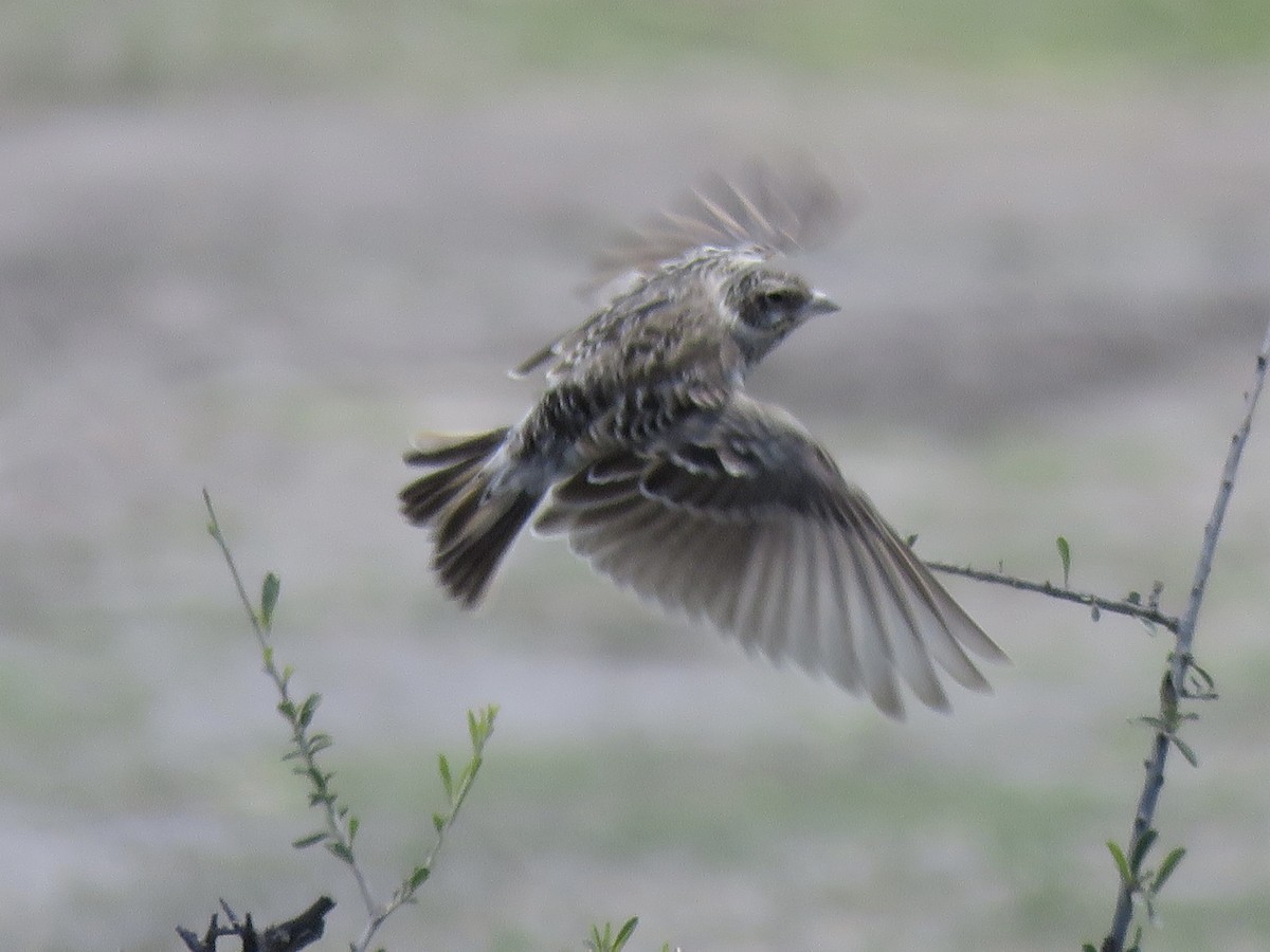 Chestnut-backed Sparrow-Lark - ML645898313