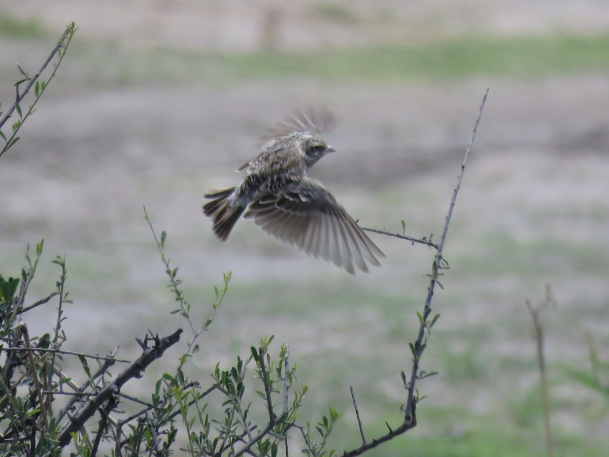 Chestnut-backed Sparrow-Lark - ML645898314