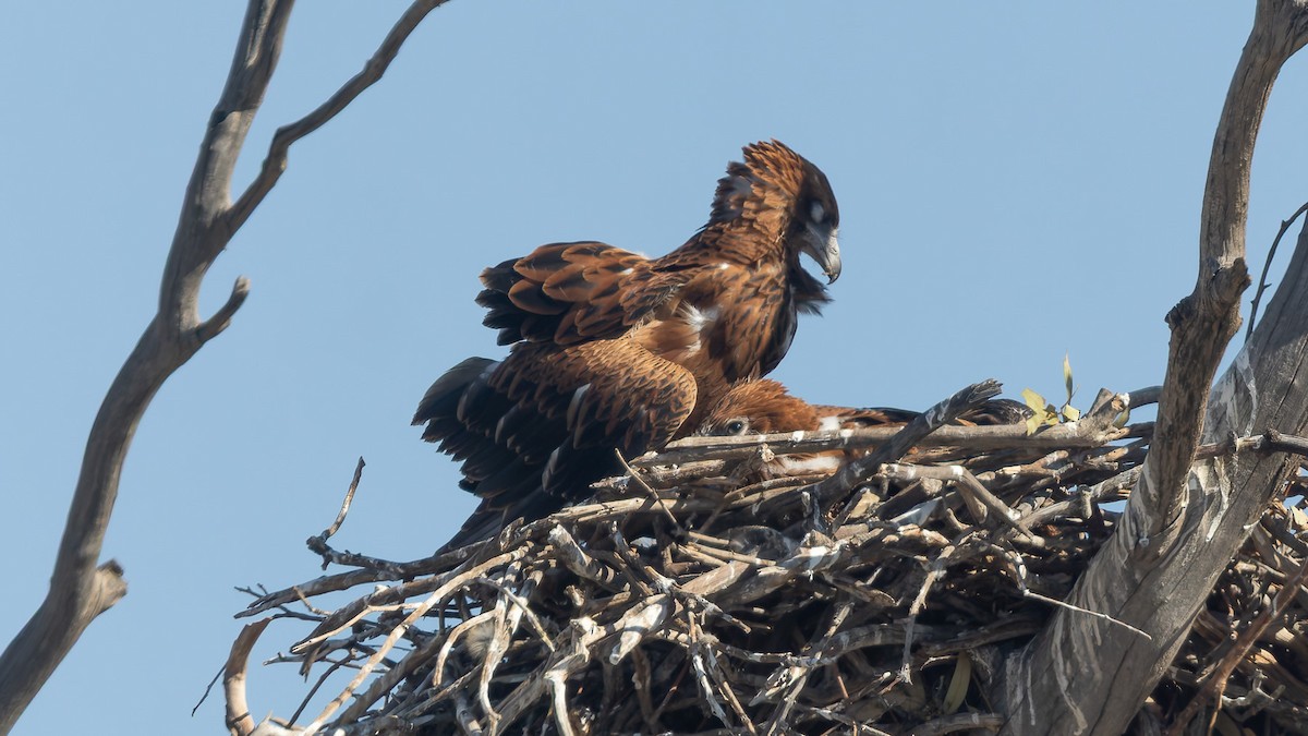 Black-breasted Kite - ML645898316
