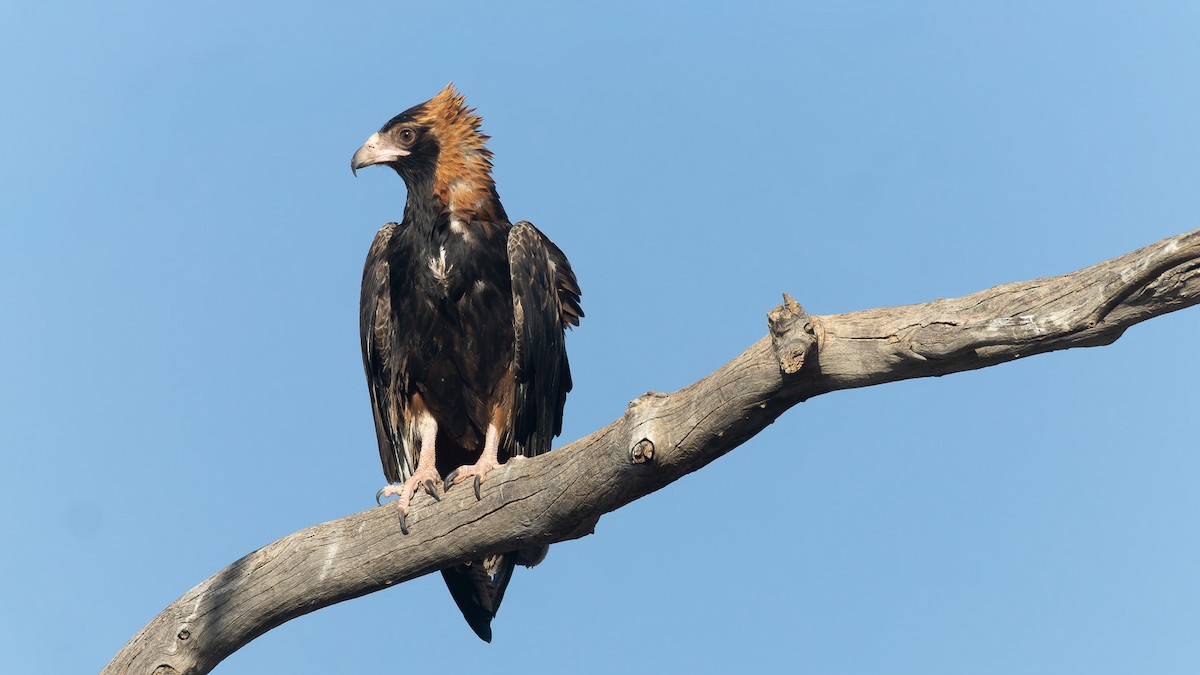 Black-breasted Kite - ML645898317
