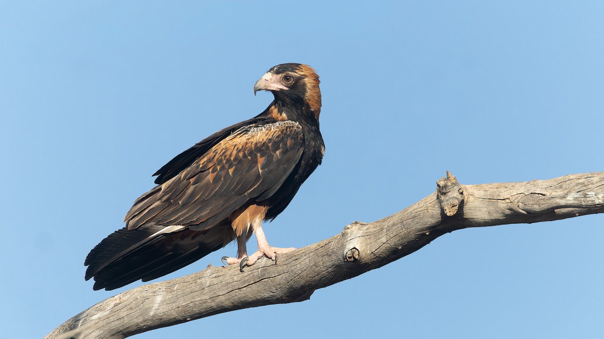 Black-breasted Kite - ML645898318