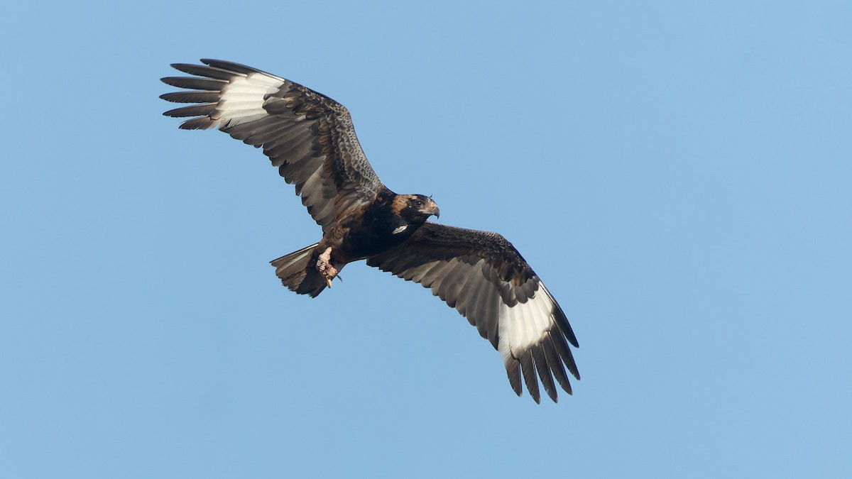 Black-breasted Kite - ML645898319