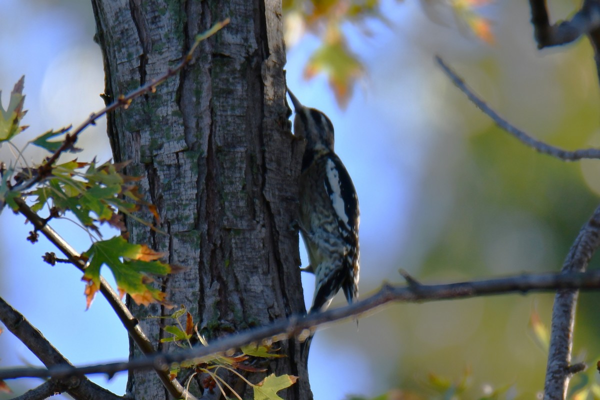 Yellow-bellied Sapsucker - ML645898320