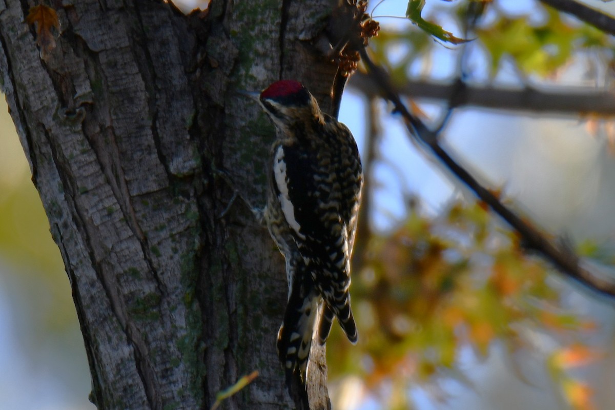 Yellow-bellied Sapsucker - ML645898321