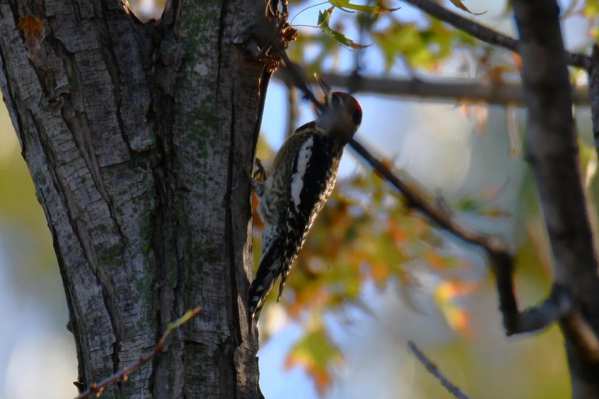 Yellow-bellied Sapsucker - ML645898322
