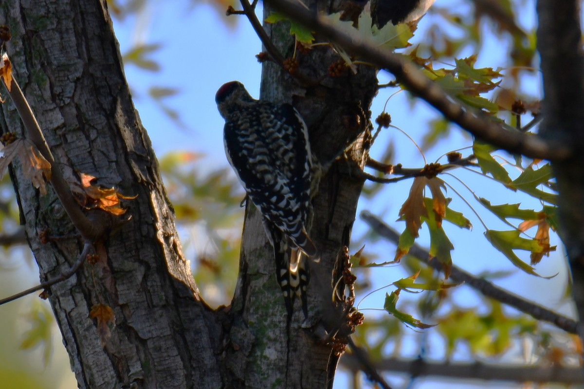 Yellow-bellied Sapsucker - ML645898323