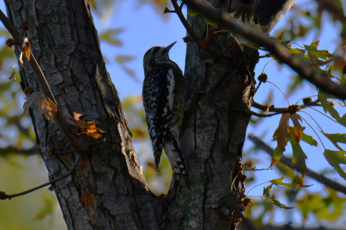 Yellow-bellied Sapsucker - ML645898325