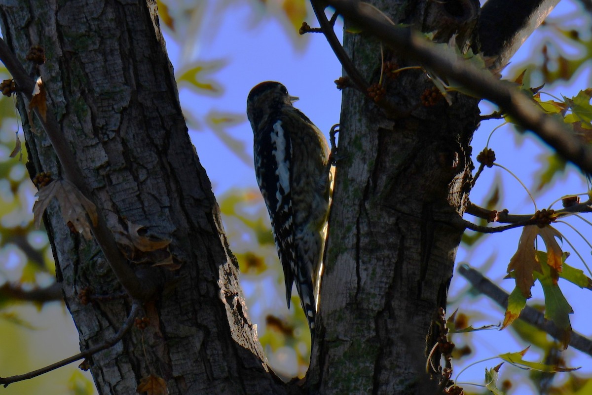 Yellow-bellied Sapsucker - ML645898326