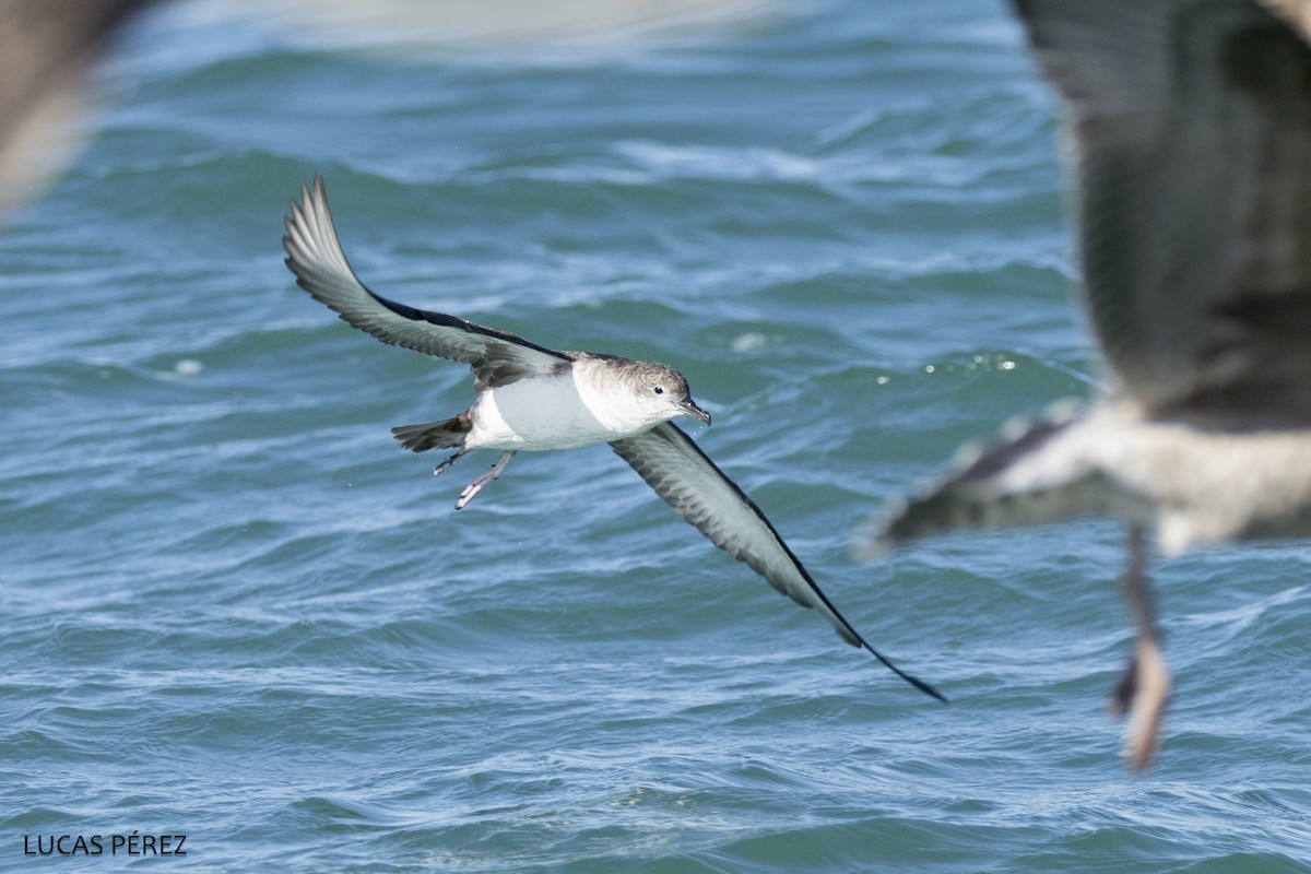 Balearic Shearwater - ML645898328