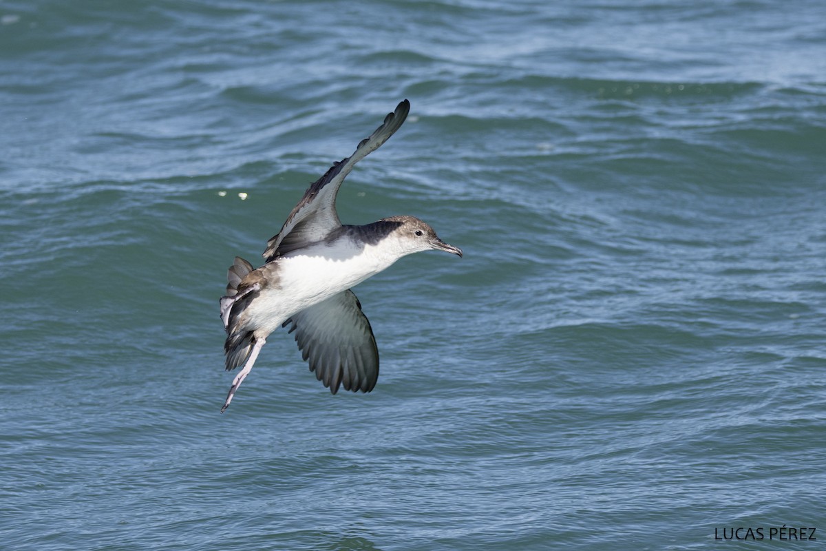 Balearic Shearwater - ML645898330