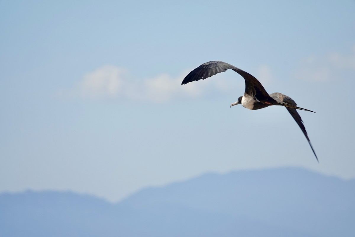 Magnificent Frigatebird - ML645898333