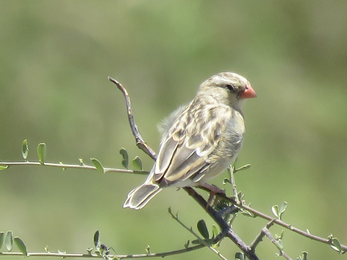 Shaft-tailed Whydah - ML645898337