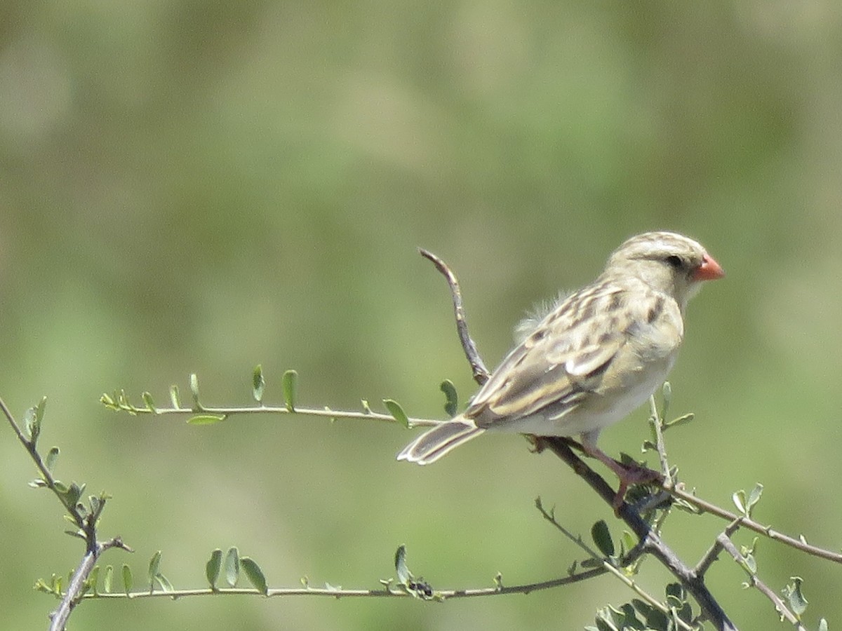 Shaft-tailed Whydah - ML645898338