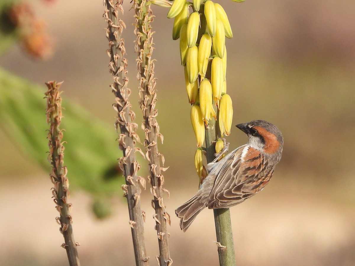 Cape Verde Sparrow - ML645898339