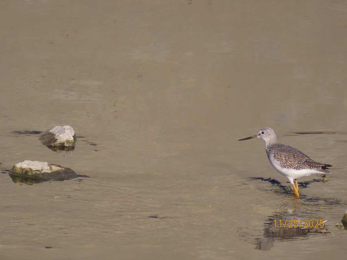 Greater Yellowlegs - ML645898340