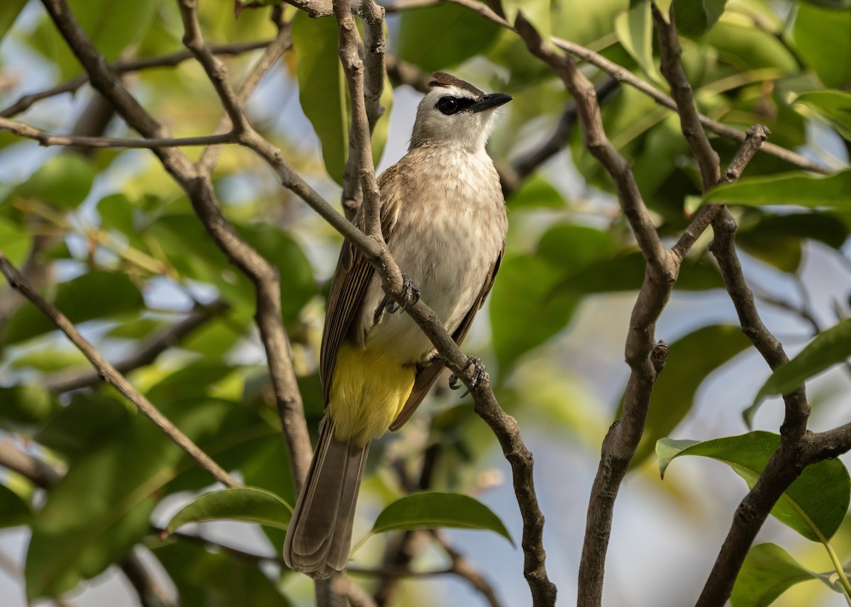 Yellow-vented Bulbul - ML645898343
