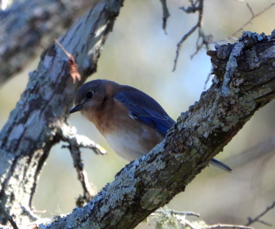 Eastern Bluebird - ML645898344