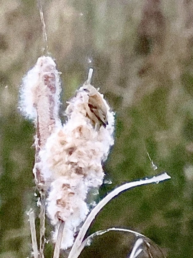 Eurasian Penduline-Tit - ML645898345