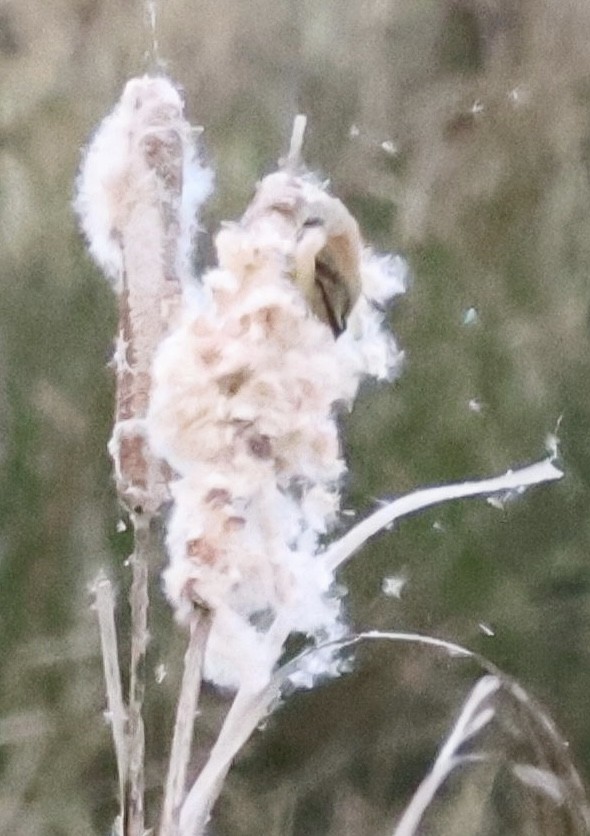 Eurasian Penduline-Tit - ML645898346