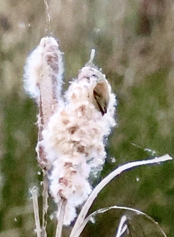 Eurasian Penduline-Tit - ML645898347