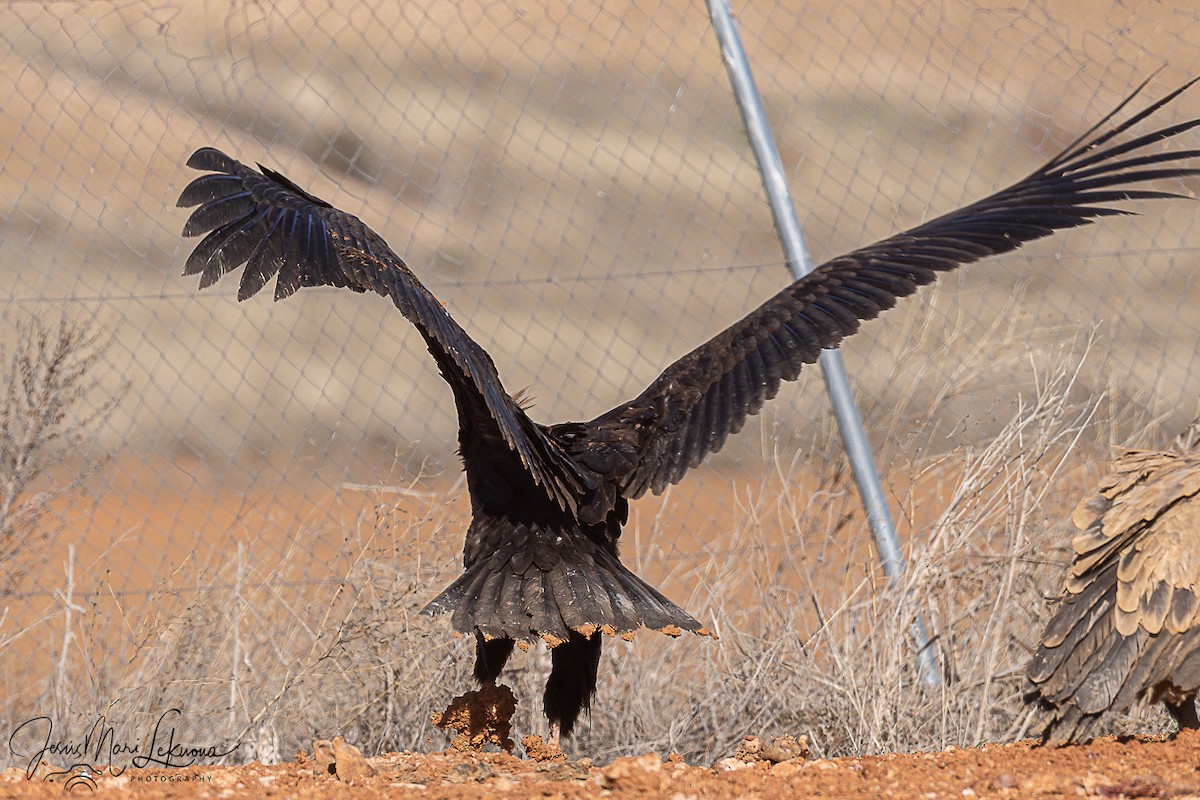 sup hnědý - ML645898353